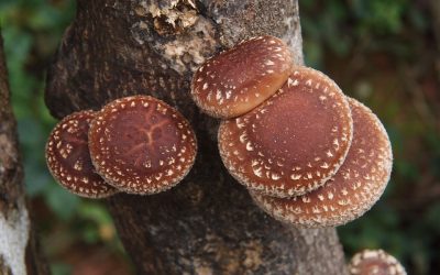 Funghi Antitumorali: il Reishi, il Maitake ed il Shiitake